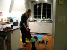Embedded thumbnail for The Puppy Project Lesson 9 (Part 1): Training With Distractions - Too Much, Too Soon