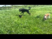 Embedded thumbnail for The Puppy Project: A Day At the Dog Park - Cricket Hangs With The Big Kids