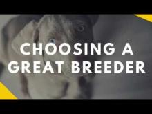 Embedded thumbnail for Picking a Great Breeder
