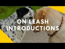 Embedded thumbnail for On Leash Intros
