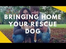 Embedded thumbnail for Bringing Home Your Rescue Dog