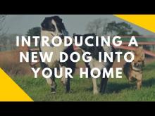 Embedded thumbnail for Introducing a New Dog Into Your Home