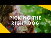 Embedded thumbnail for Picking the Right Dog