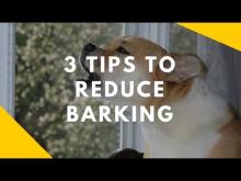 Embedded thumbnail for 3 Tips to Reduce Barking