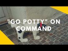 Embedded thumbnail for Teaching Your Dog to &amp;#039;Go Pee&amp;#039; on Command 