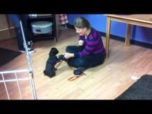 Embedded thumbnail for Puppy Class - Intro to &amp;#039;Leave-it&amp;#039; 