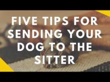 Embedded thumbnail for Five Tips for Sending Your Dog to the Sitter