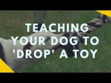 Embedded thumbnail for Teaching Your Dog to Drop A Toy