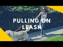 Embedded thumbnail for Pulling on Leash