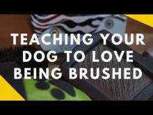 Embedded thumbnail for Teaching Your Dog To Like Being Brushed