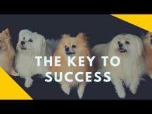 Embedded thumbnail for The Key to Successfully Training Your Dog